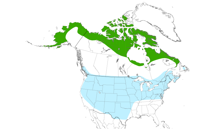 Carte de répartition  (North): Buse pattue