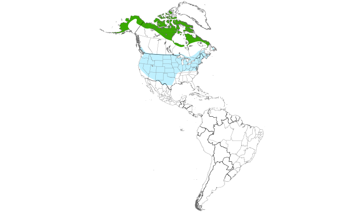 Carte de répartition  (Americas): Buse pattue