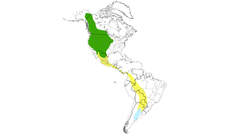 Range Map (Americas): Swainson's Hawk