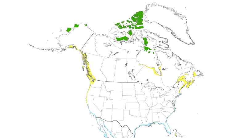 Range Map (North): Red Knot