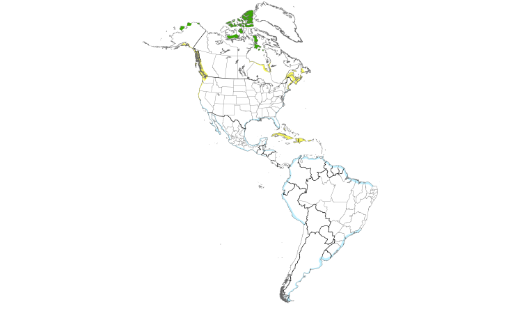 Range Map (Americas): Red Knot
