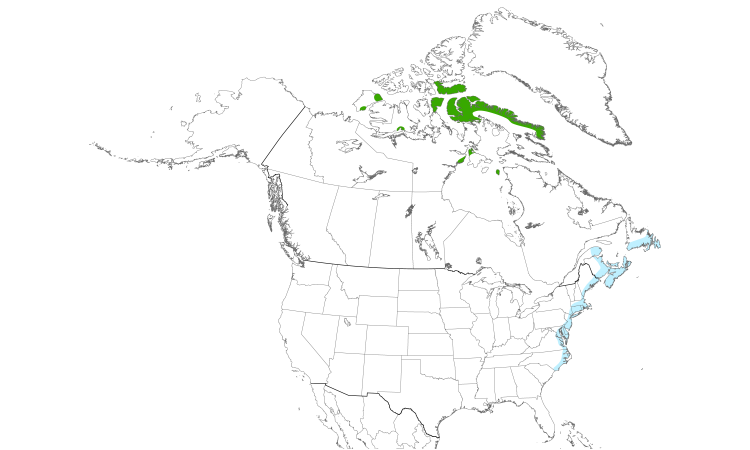 Range Map (North): Purple Sandpiper