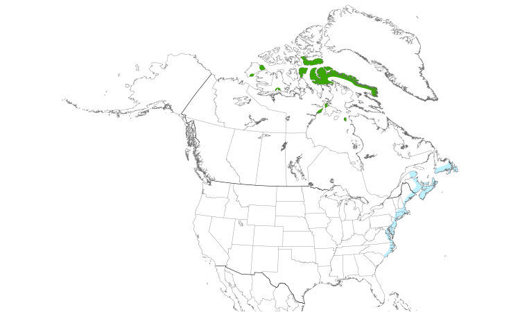 Range Map (North): Purple Sandpiper
