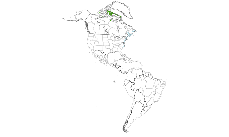 Range Map (Americas): Purple Sandpiper
