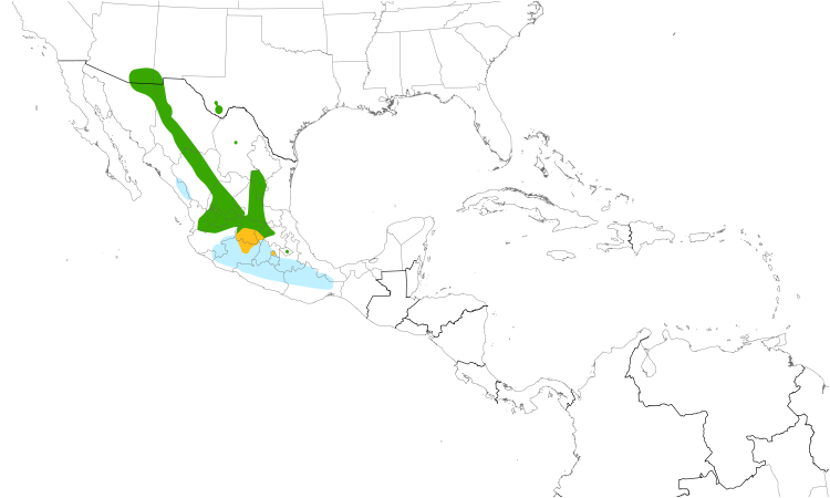 Range Map (Central): Lucifer Hummingbird