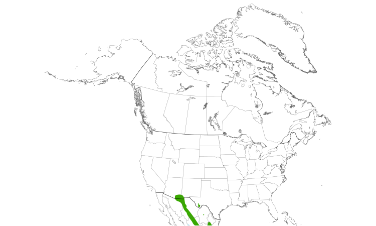 Range Map (North): Lucifer Hummingbird