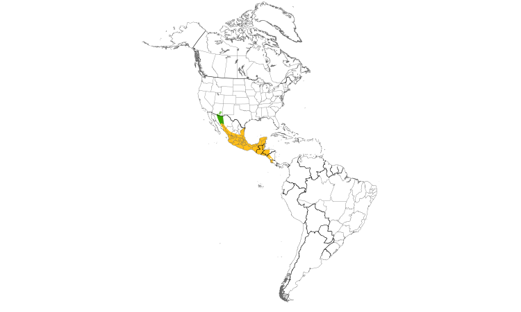 Range Map (Americas): Northern Beardless-Tyrannulet
