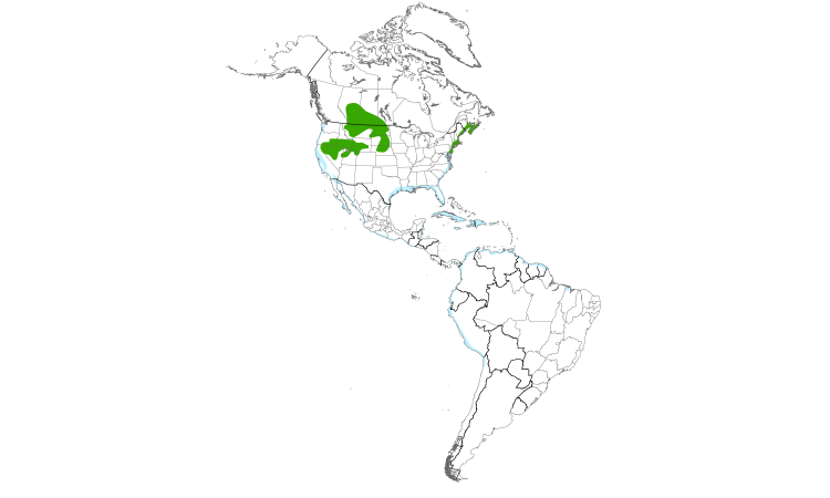 Range Map (Americas): Willet