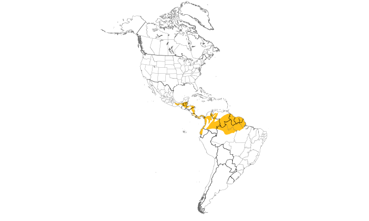 Range Map (Americas): Dusky Antbird