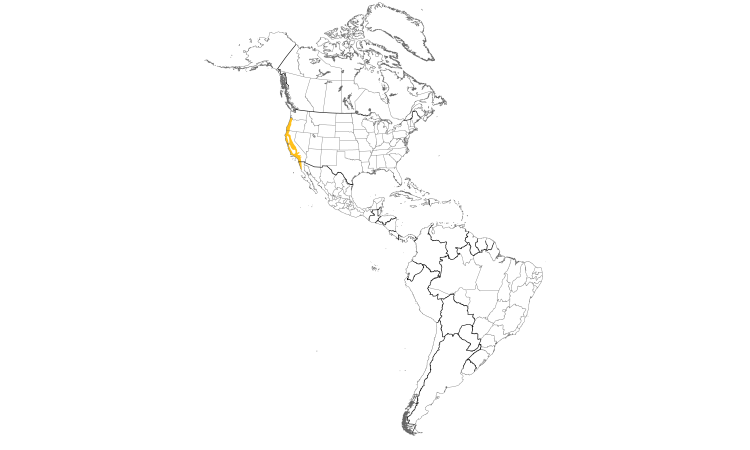 Range Map (Americas): Wrentit