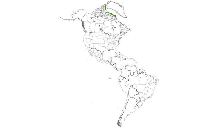 Range Map (Americas): Common Ringed Plover