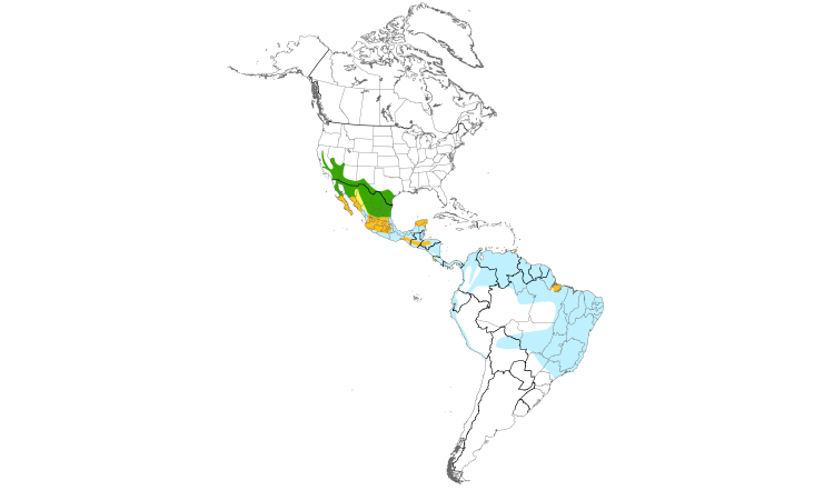 Range Map (Americas): Lesser Nighthawk