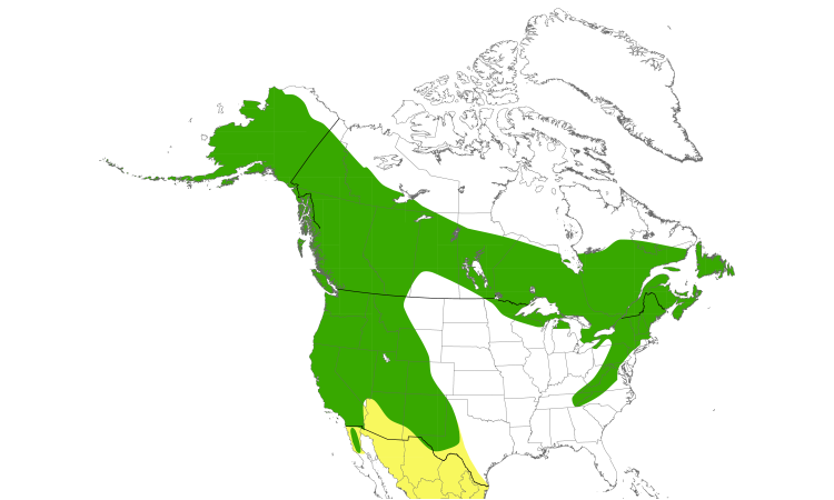 Carte de répartition  (North): Moucherolle à côtés olive
