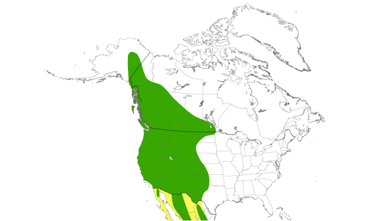 Range Map (North): Western Wood-Pewee