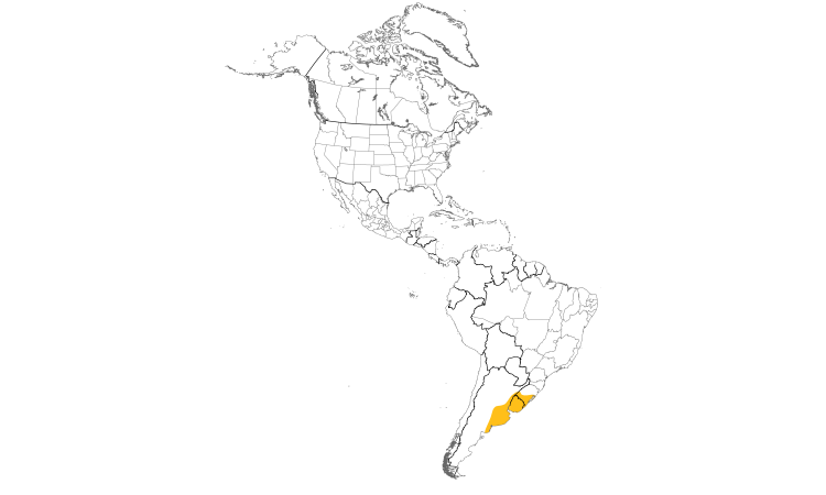 Range Map (Americas): Sulphur-throated Spinetail