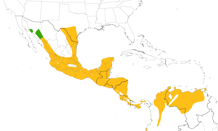 Range Map (Central): Groove-billed Ani