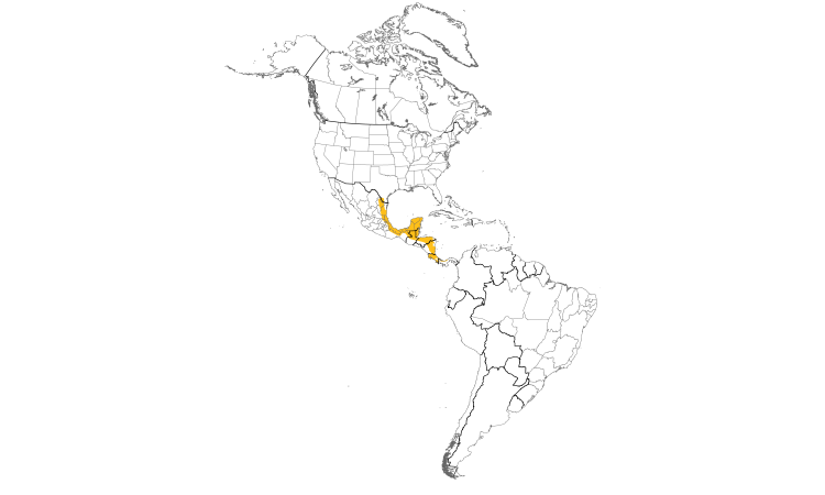 Range Map (Americas): Brown Jay