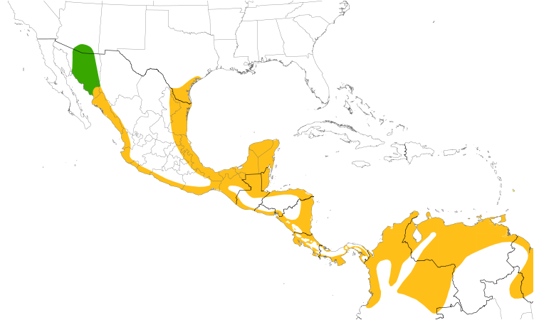 Range Map (Central): Black-bellied Whistling-Duck