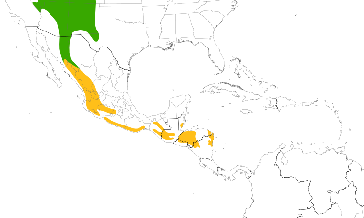 Range Map (Central): Grace's Warbler