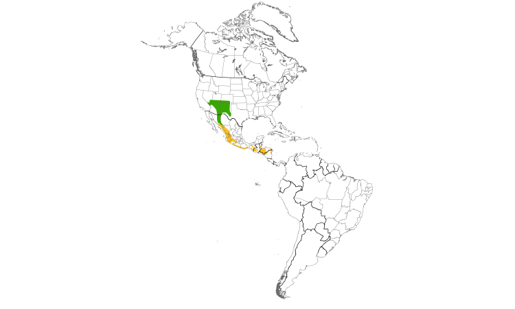 Range Map (Americas): Grace's Warbler