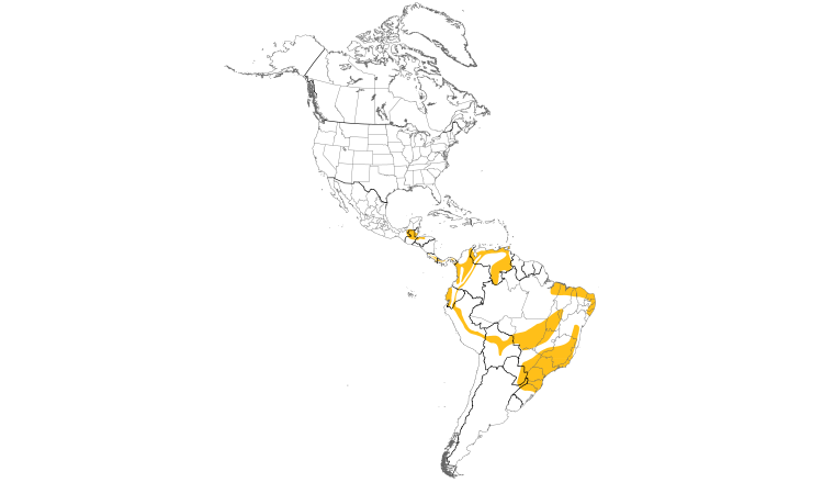 Range Map (Americas): Plain Antvireo