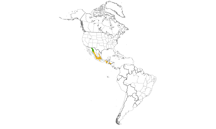 Range Map (Americas): Buff-breasted Flycatcher