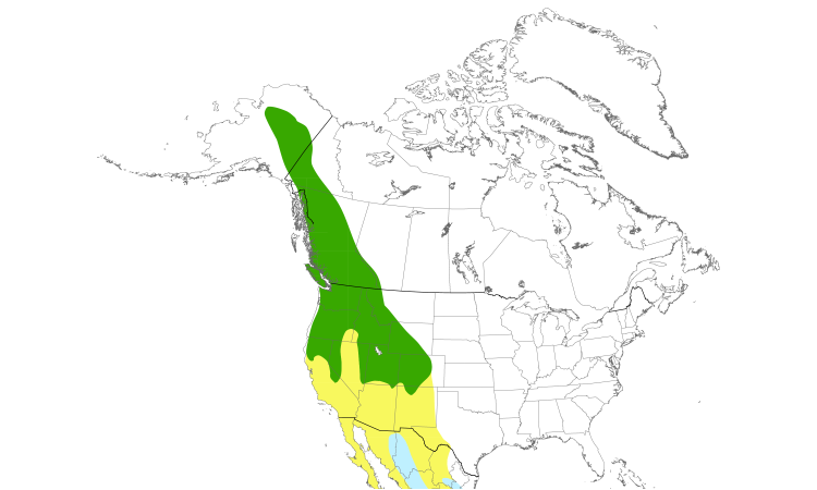 Range Map (North): Hammond's Flycatcher