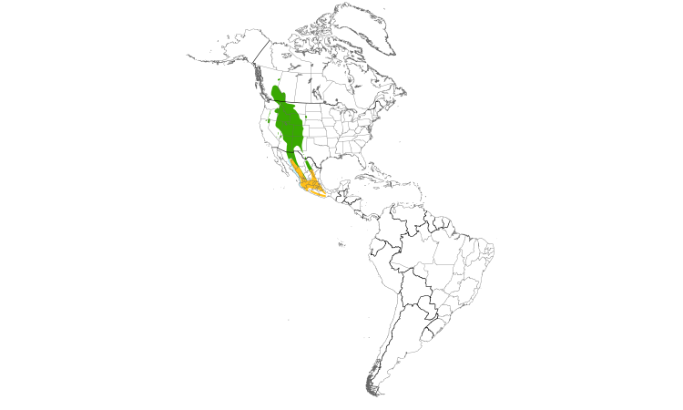 Range Map (Americas): Cordilleran Flycatcher