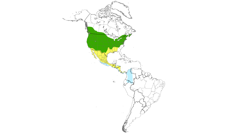Range Map (Americas): Willow Flycatcher