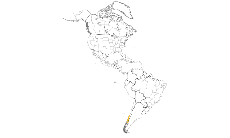 Range Map (Americas): Ochre-flanked Tapaculo