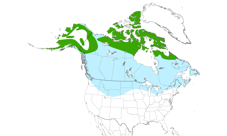 Range Map (North): Gyrfalcon