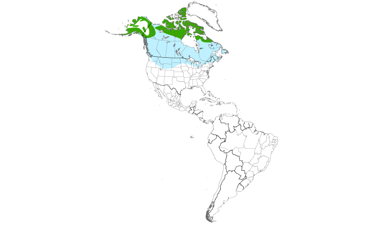 Range Map (Americas): Gyrfalcon