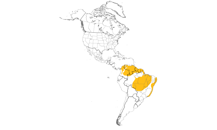 Range Map (Americas): White-fringed Antwren