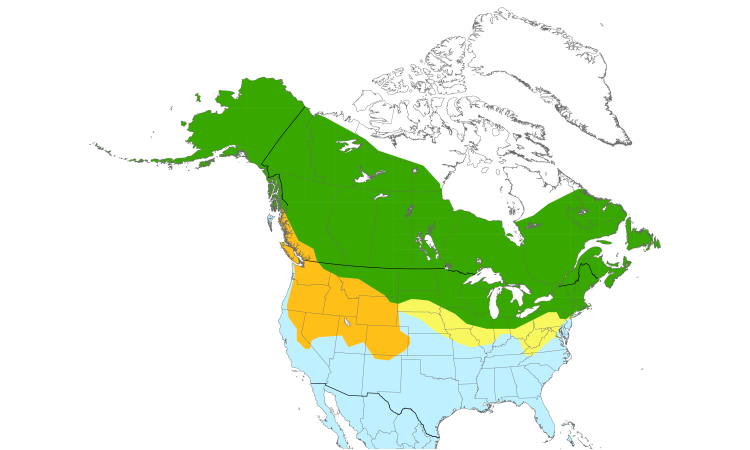 Range Map (North): Wilson's Snipe