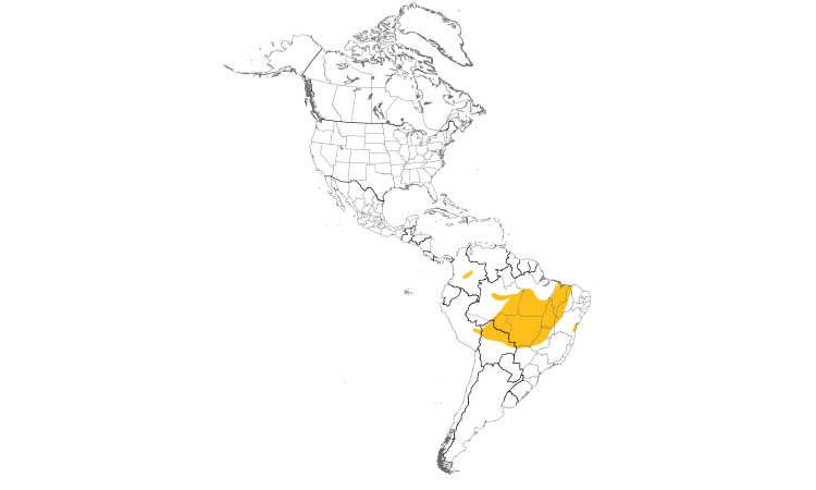 Range Map (Americas): Stripe-necked Tody-Tyrant
