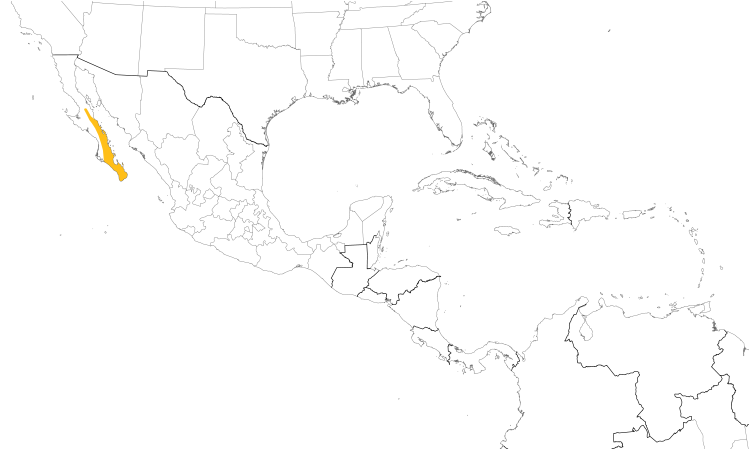 Range Map (Central): Xantus's Hummingbird