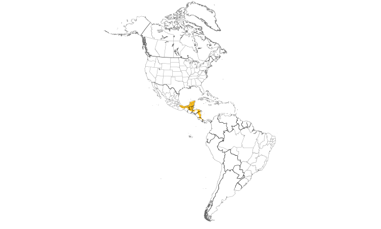 Range Map (Americas): Black-cowled Oriole