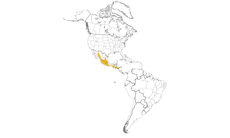 Range Map (Americas): Black-vented Oriole
