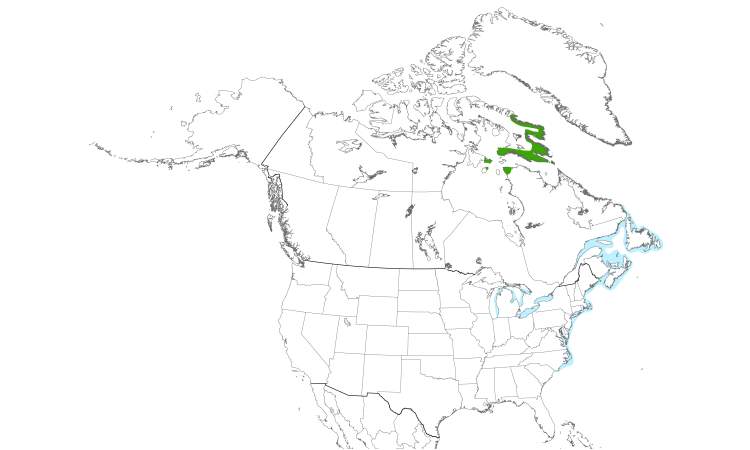 Range Map (North): Iceland Gull