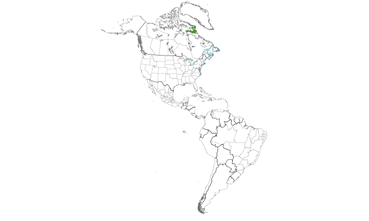 Range Map (Americas): Iceland Gull