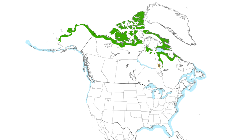 Range Map (North): Glaucous Gull
