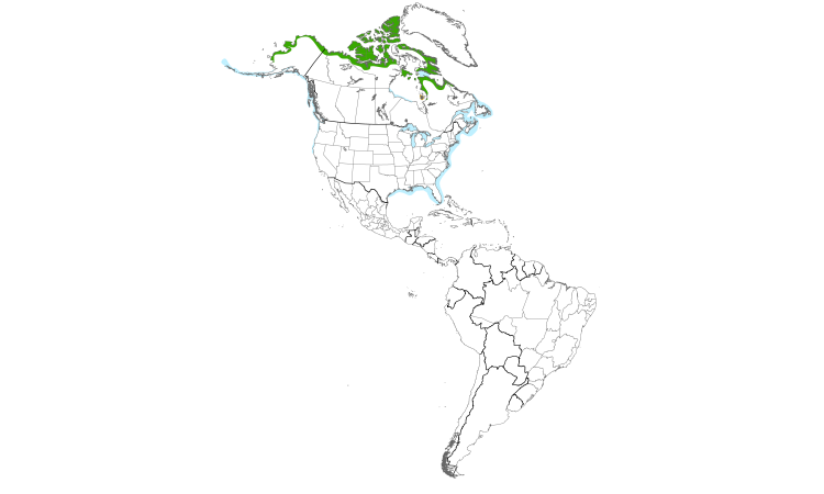Range Map (Americas): Glaucous Gull