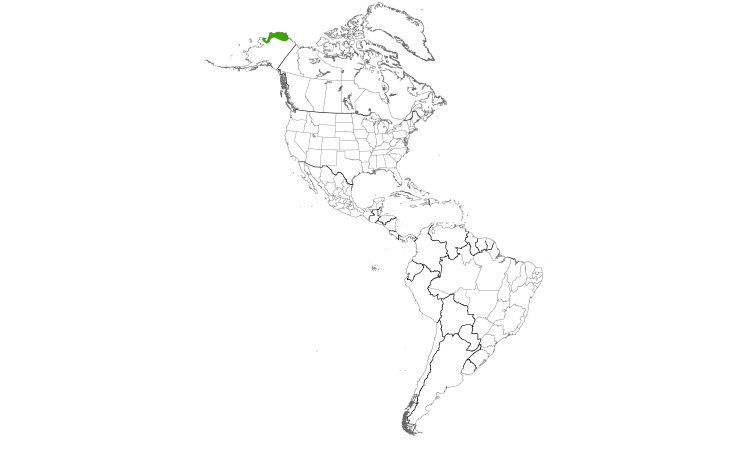 Range Map (Americas): Bluethroat