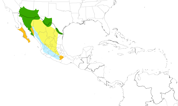 Range Map (Central): Elf Owl