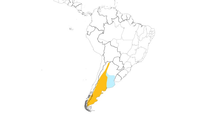 Range Map (South): Patagonian Mockingbird