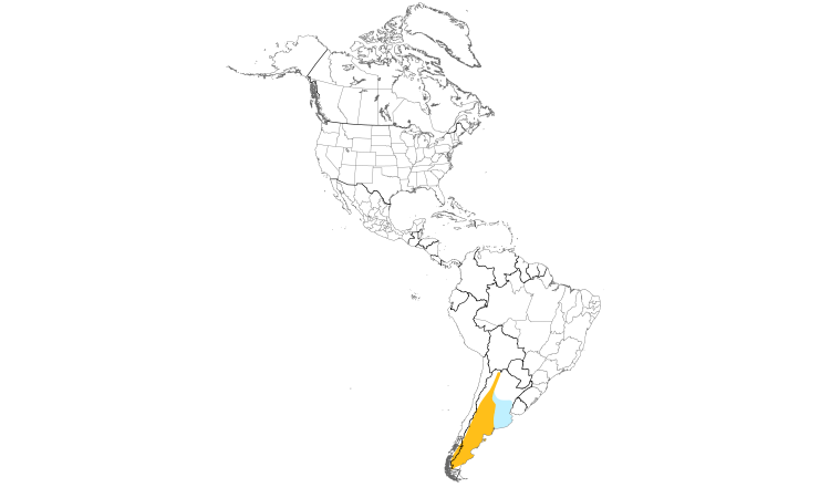 Range Map (Americas): Patagonian Mockingbird