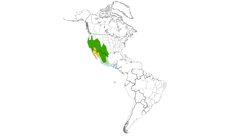 Range Map (Americas): Ash-throated Flycatcher