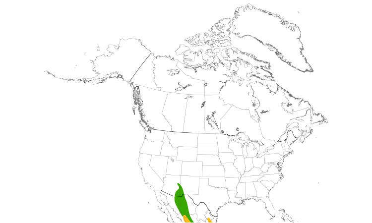 Range Map (North): Dusky-capped Flycatcher