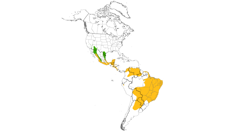 Range Map (Americas): Brown-crested Flycatcher