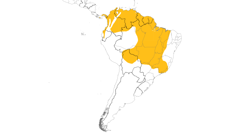 Range Map (South): Rusty-margined Flycatcher